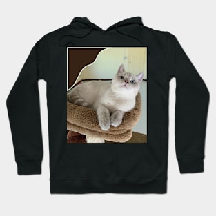 The angry cute cats Hoodie